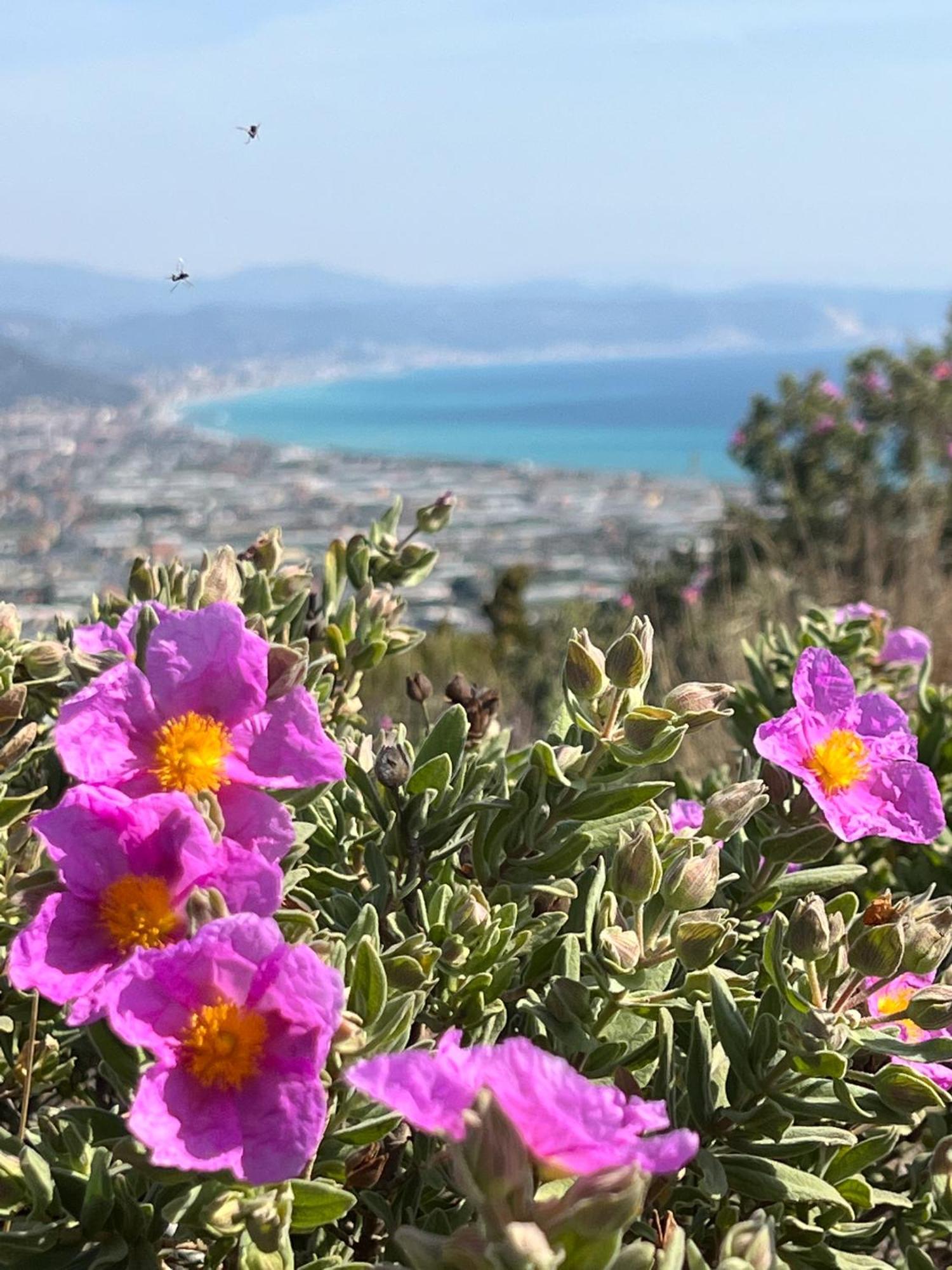 Le Torri Riviera Holiday Albenga Exteriér fotografie
